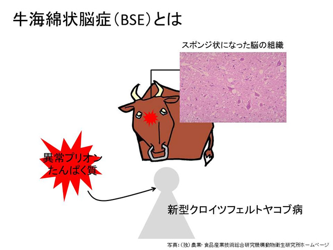 牛海綿状脳症（BSE）とは