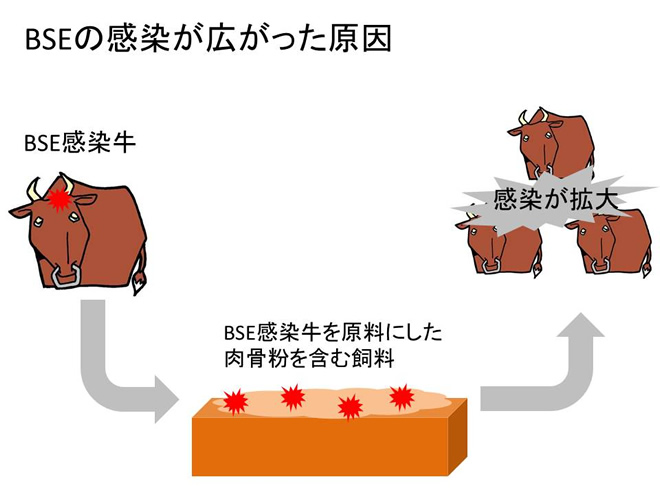 BSEの感染が広がった原因