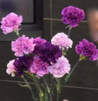 青いカーネーション「ムーンダスト」の花の写真